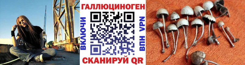 Купить  Дзержинский  Псилоцибиновые грибы Psilocybine cubensis 